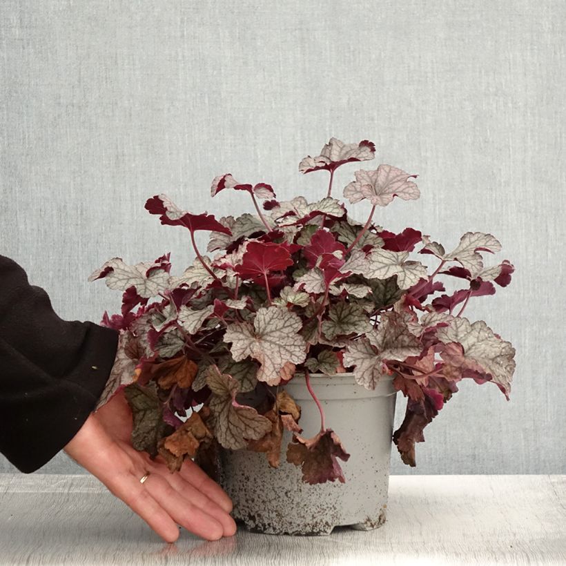Exemplar von Heuchère - Heuchera Silver Scrolls Pot de 2L/3L wie im Herbst geliefert