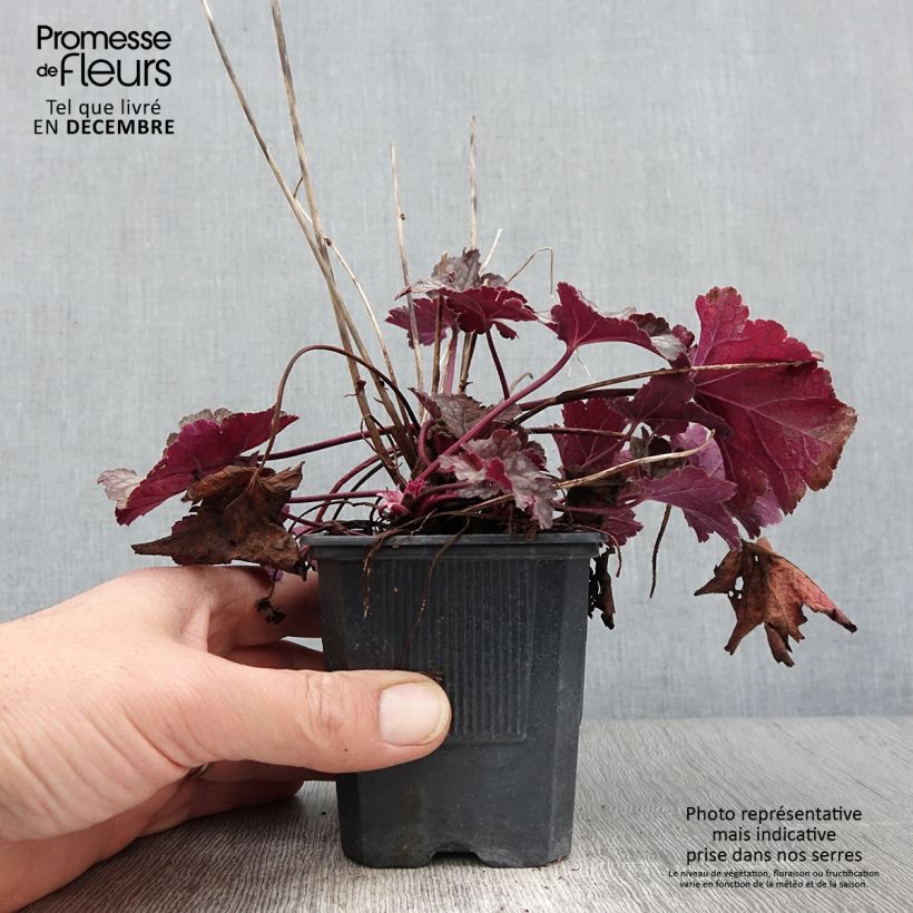 Exemplar von Heuchère - Heuchera Spellbound Godet de 8/9 cm wie im Herbst geliefert