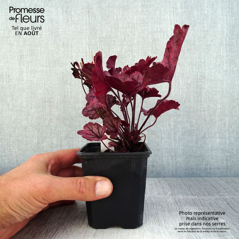 Exemplar von Heuchera Spellbound - Purpurglöckchen Kleine Töpfe von 8/9 cm wie im Sommer geliefert