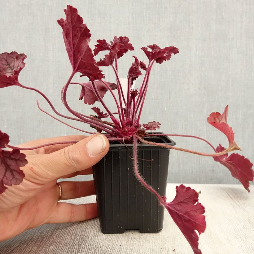 Example of Heuchera Spellbound - Purpurglöckchen Kleine Töpfe von 8/9 cm as you get in printemps