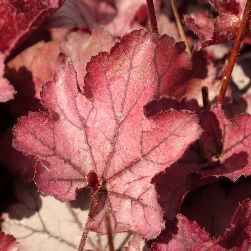 Heuchera Spellbound - Purpurglöckchen (Foliage)