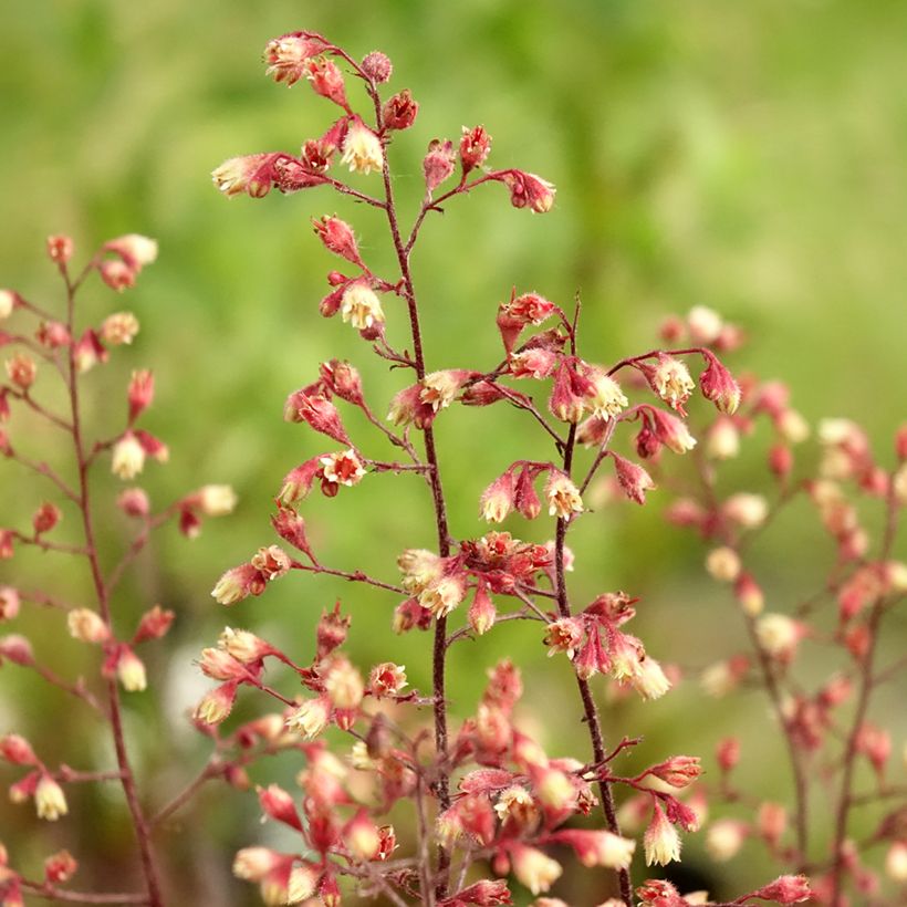 Heuchera Spellbound - Purpurglöckchen (Flowering)