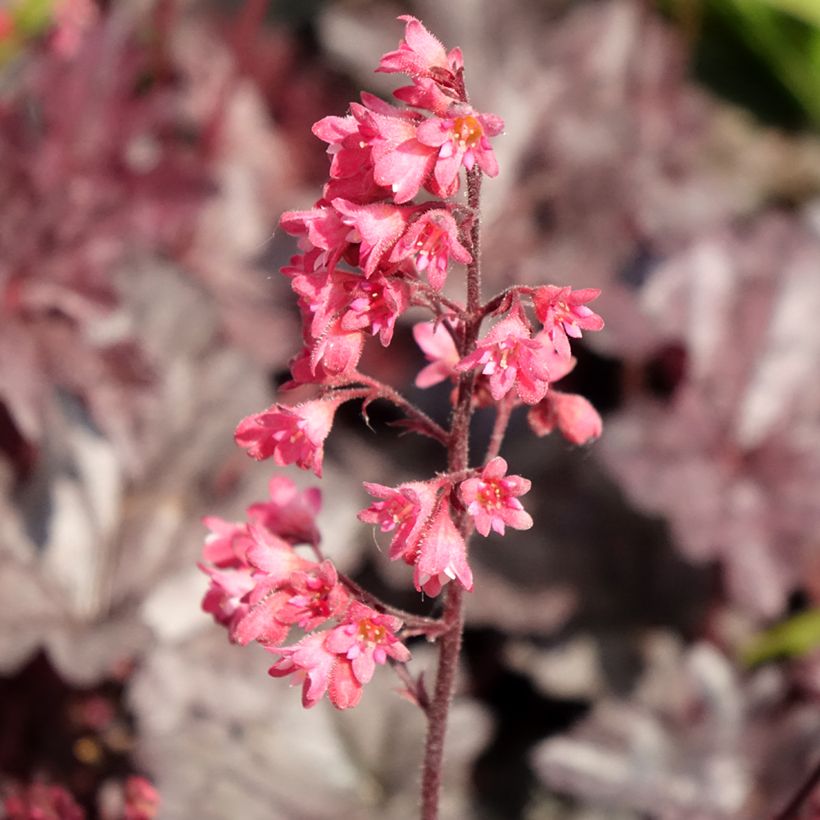 Heuchera Timeless Treasure® - Purpurglöckchen (Blüte)