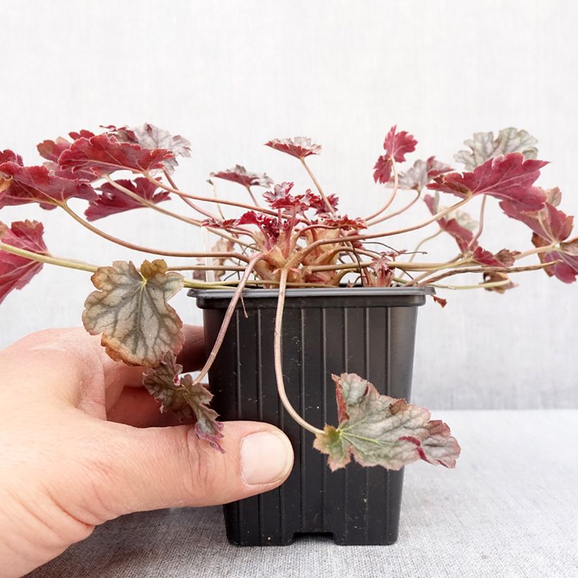 Exemplar von Heuchère - Heuchera Timeless Treasure Godet de 8/9 cm wie im Winter geliefert