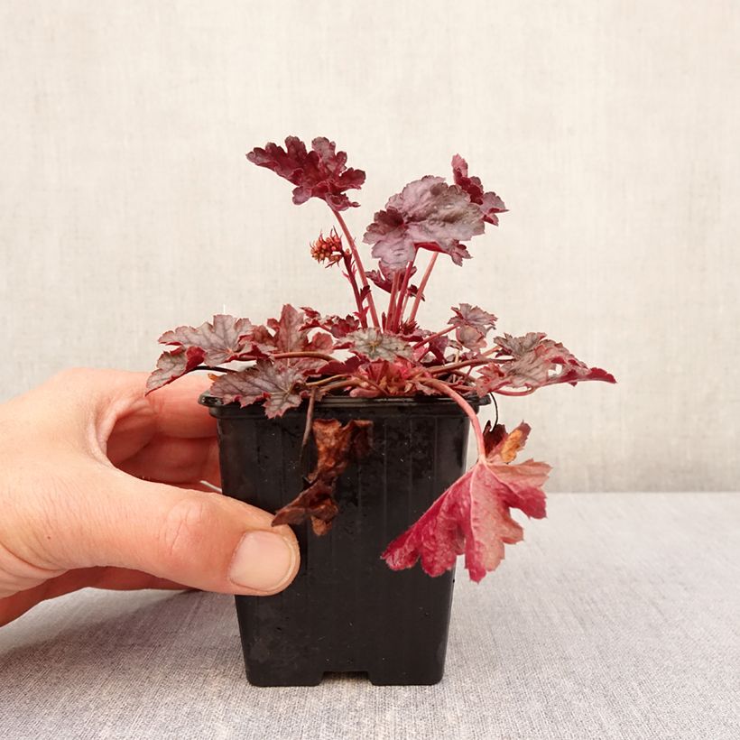 Exemplar von Heuchera Timeless Treasure® - Purpurglöckchen Kleine Töpfe von 8/9 cm wie im Frühjahr geliefert