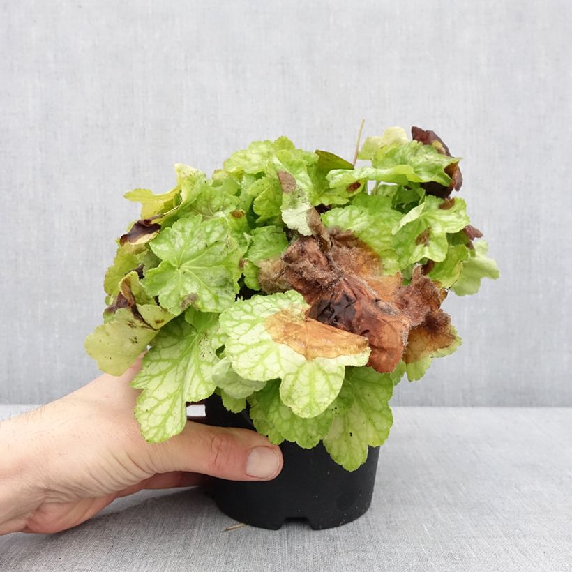 Exemplar von Heuchère - Heuchera Tiramisu Pot de 1,5L/2L wie im Winter geliefert