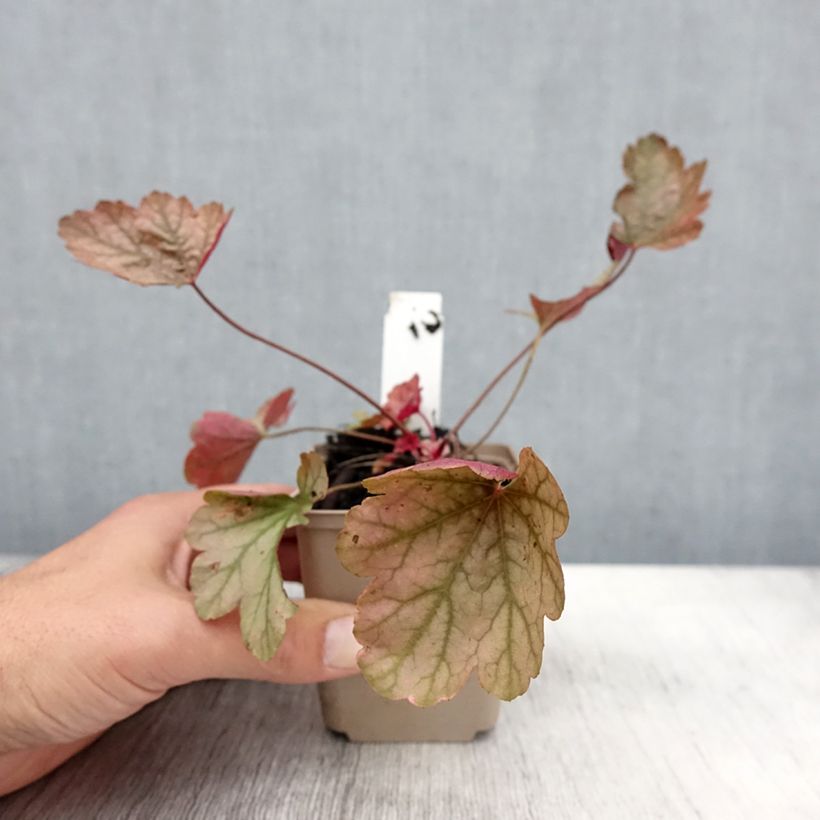 Exemplar von Heuchère - Heuchera Vienna Godet de 8/9 cm wie im Herbst geliefert