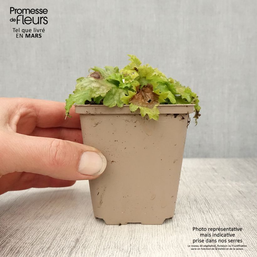 Exemplar von Heuchera Pear Crisp - Purpurglöckchen Kleine Töpfe von 8/9 cm wie im Frühjahr geliefert