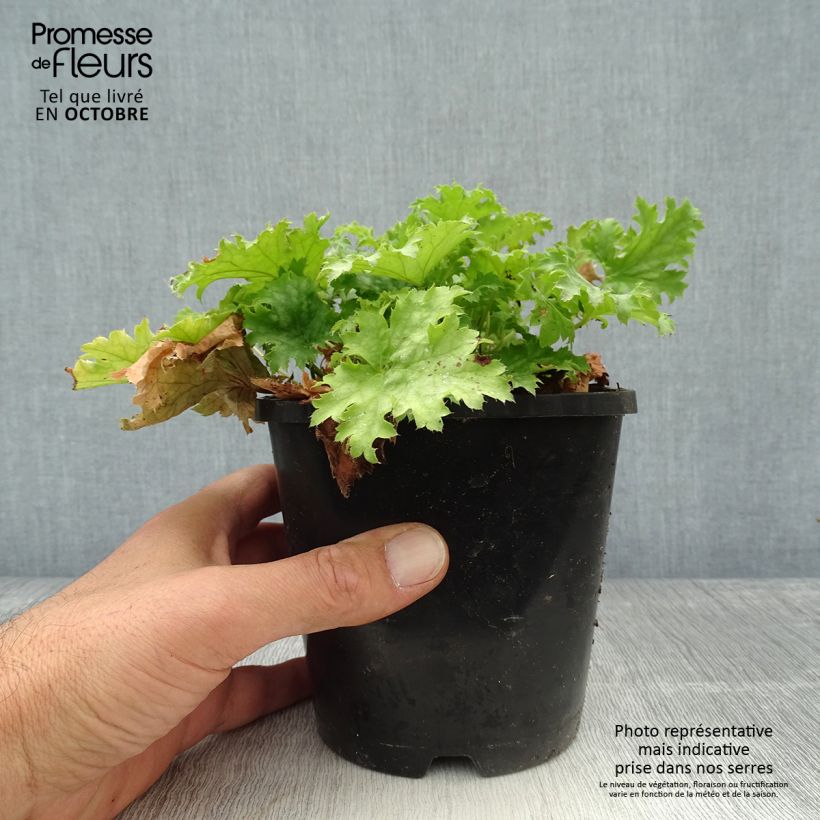 Exemplar von Heuchère Pear Crisp Pot de 1,5L/2L wie im Herbst geliefert