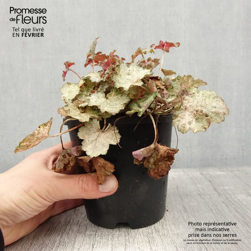 Exemplar von Heuchère - Heuchera Pinky Panky Pot de 1,5L/2L wie im Winter geliefert