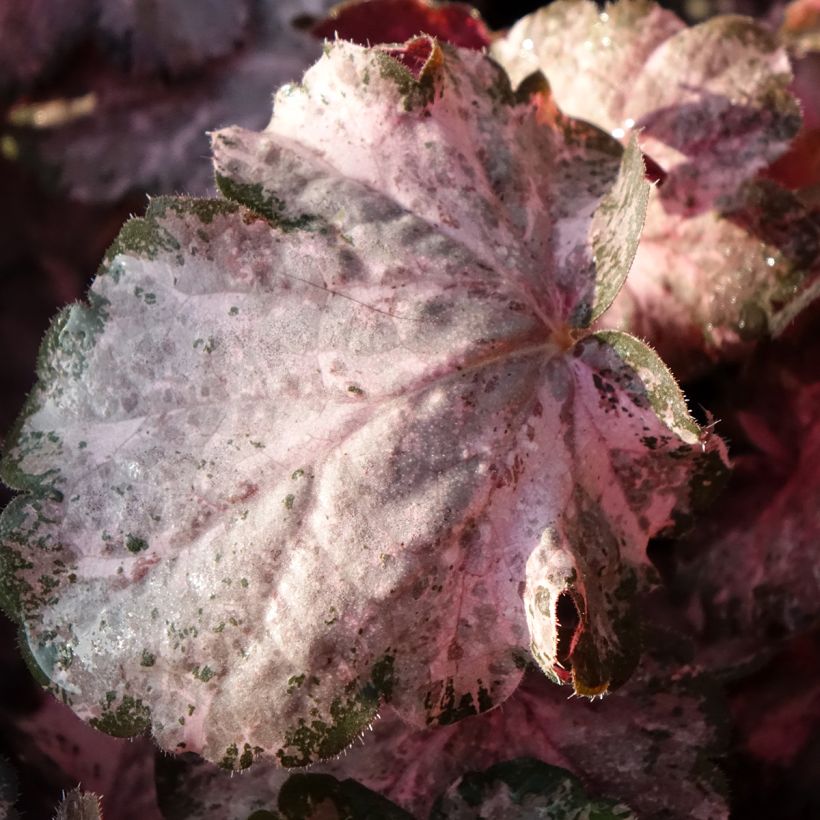Heuchera Pinky Panky - Purpurglöckchen (Laub)