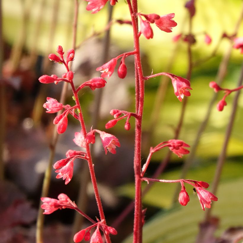 Heuchera Pinky Panky - Purpurglöckchen (Blüte)