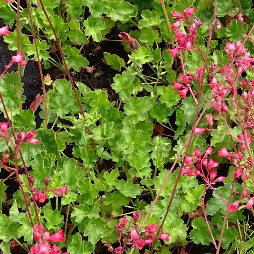 Heuchera Pluie de Feu - Purpurglöckchen (Foliage)