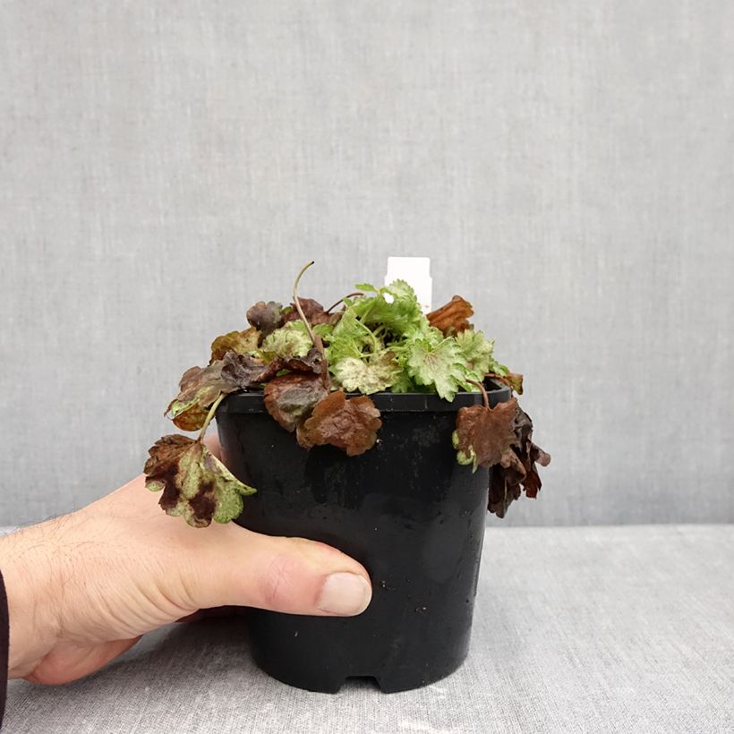 Exemplar von Heuchera Snowy Panky - Purpurglöckchen Topf mit 1,5L/2L wie im Herbst geliefert