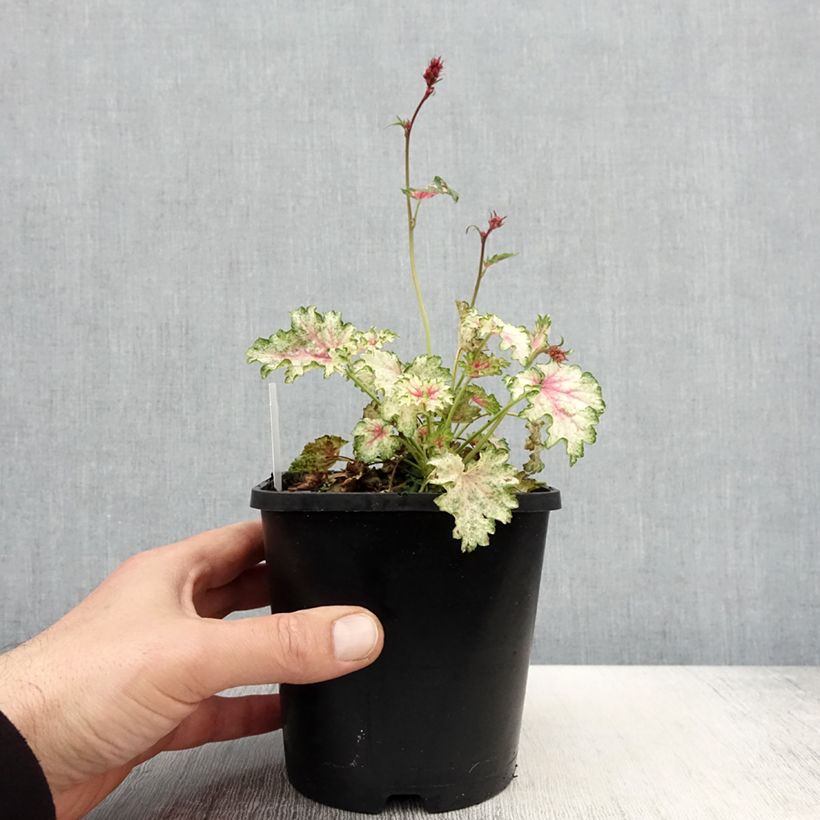 Example of Heuchera Snowy Panky - Purpurglöckchen Topf mit 1,5L/2L as you get in printemps