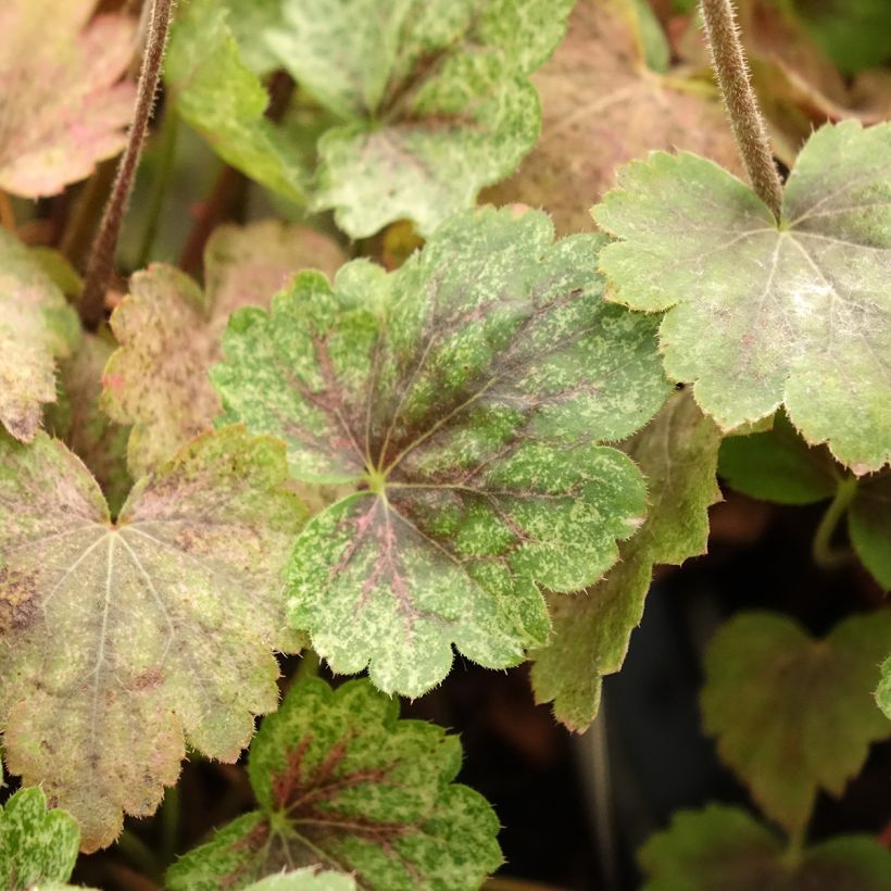 Heuchera Snowy Panky - Purpurglöckchen (Foliage)