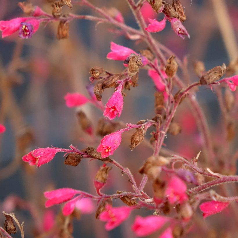 Heuchera Snowy Panky - Purpurglöckchen (Flowering)