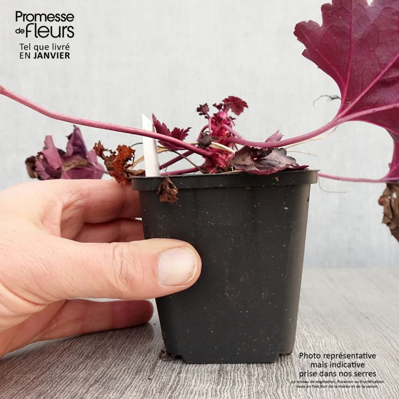 Exemplar von Heuchère - Heuchera Wildberry Godet de 8/9 cm wie im Winter geliefert