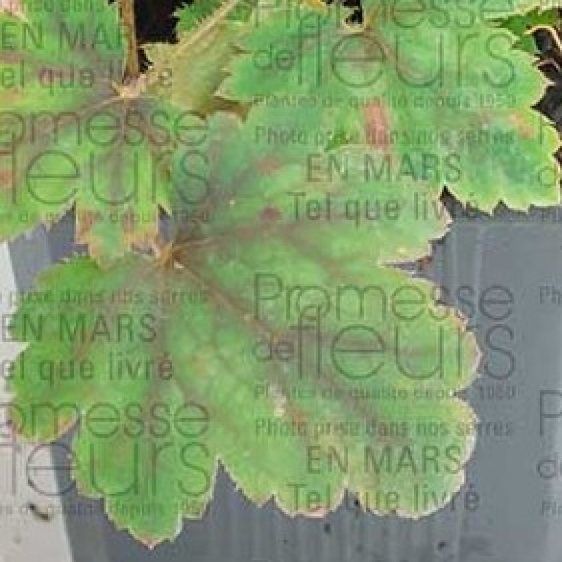 Heucherella alba Bridget Bloom - Schaumglöckchen (Foliage)