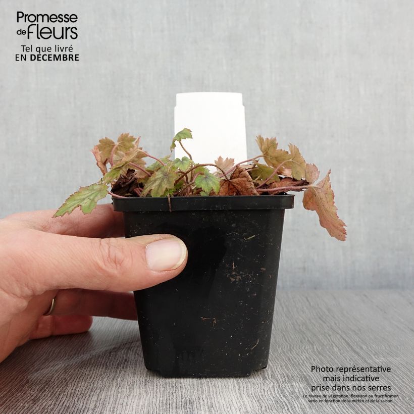 Exemplar von Heucherella alba Bridget Bloom - Schaumglöckchen Kleine Töpfe von 8/9 cm wie im Herbst geliefert