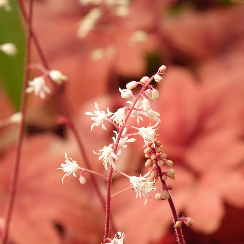 Heucherella Buttered Rum - Schaumglöckchen (Blüte)