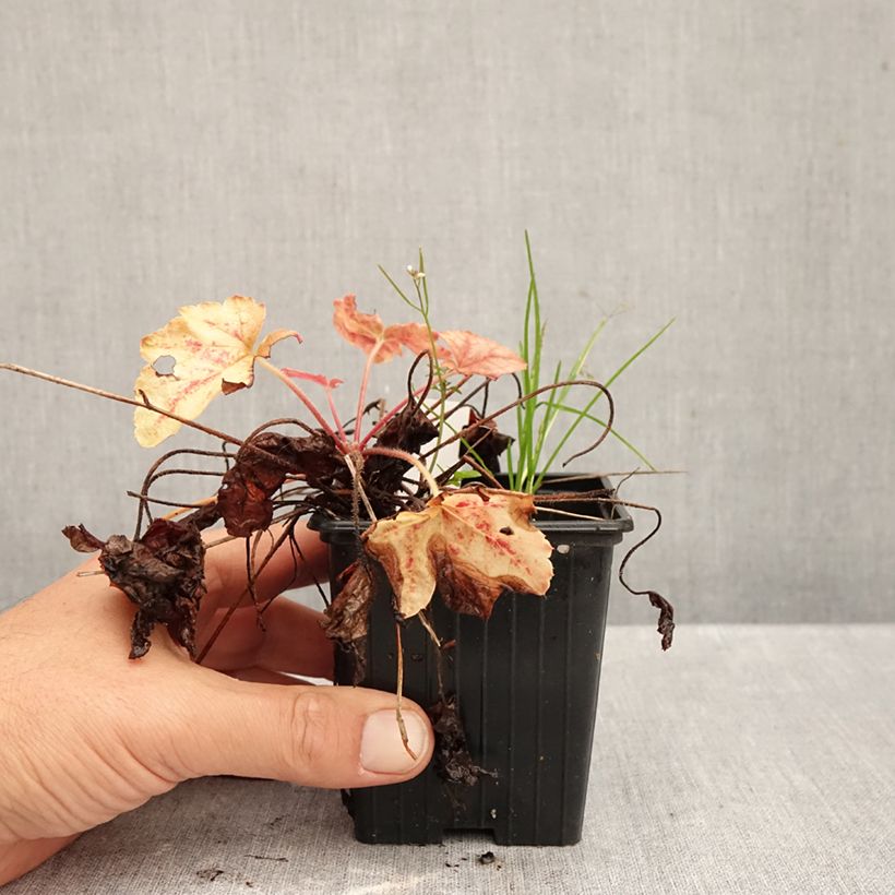 Exemplar von Heucherella Copper Cascade - Schaumglöckchen Kleine Töpfe von 8/9 cm wie im Herbst geliefert