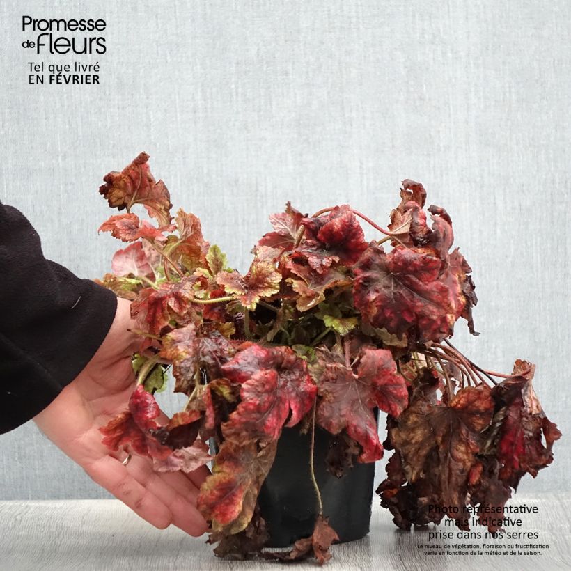Exemplar von Heucherella Golden Zebra Pot de 1,5L/2L wie im Winter geliefert