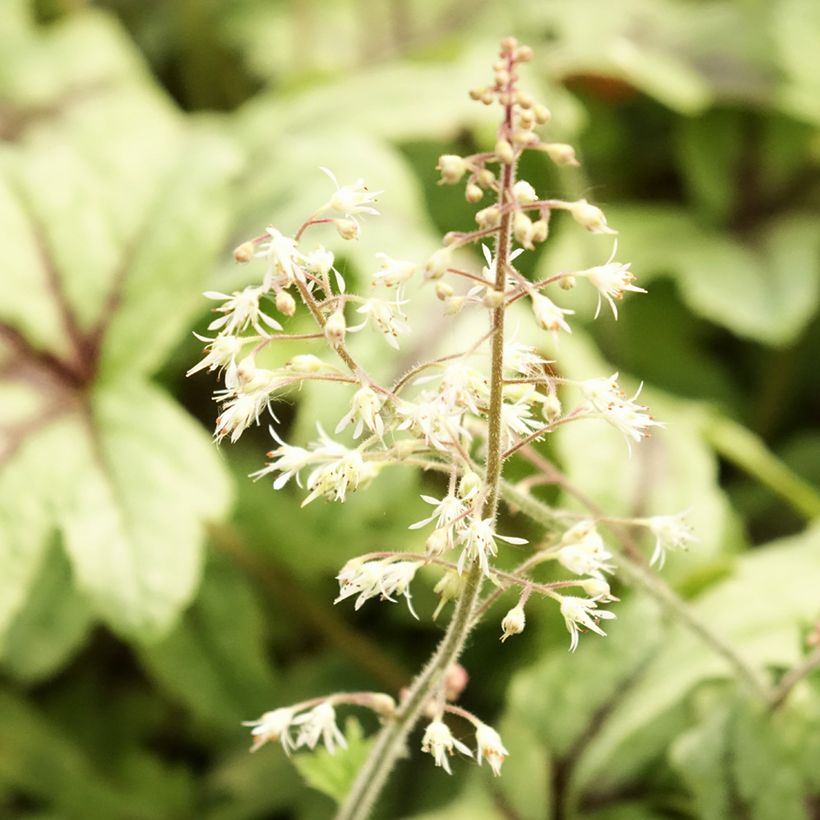 Heucherella Kimono - Schaumglöckchen (Blüte)
