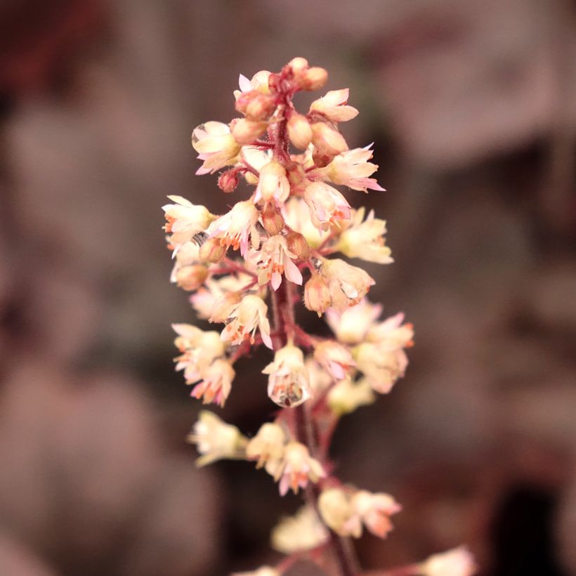 Heucherella Onyx - Schaumglöckchen (Blüte)