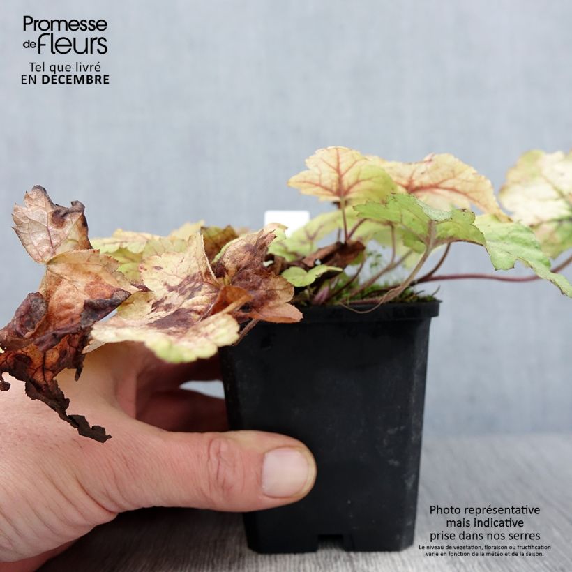 Exemplar von Heucherella Stoplight - Schaumglöckchen Kleine Töpfe von 8/9 cm wie im Herbst geliefert