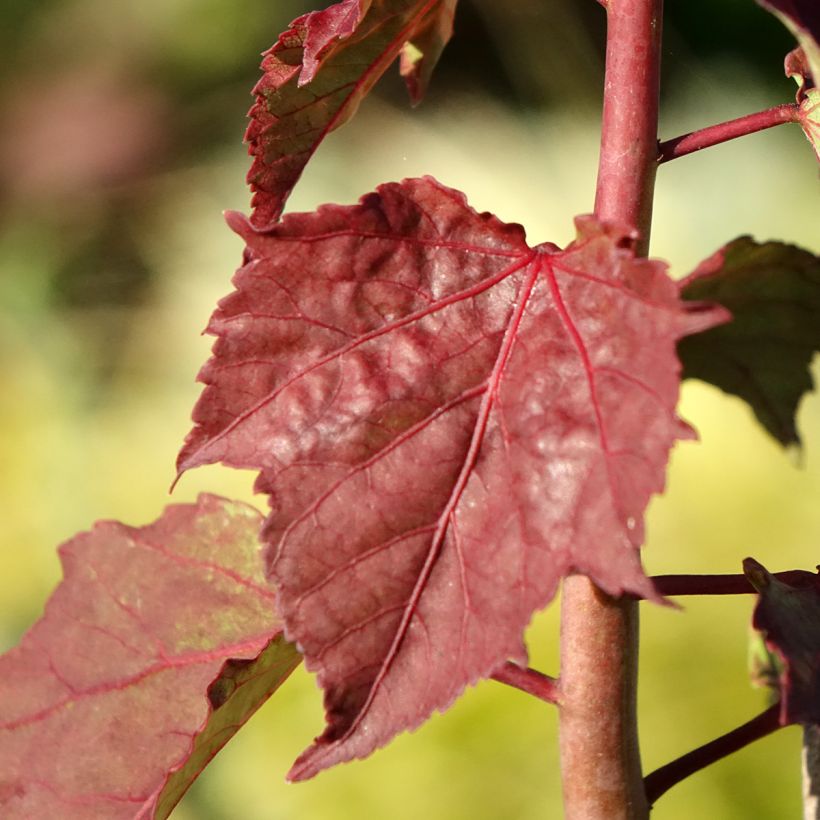 Hibiscus moscheutos Carousel Ghost - Sumpfeibisch (Laub)