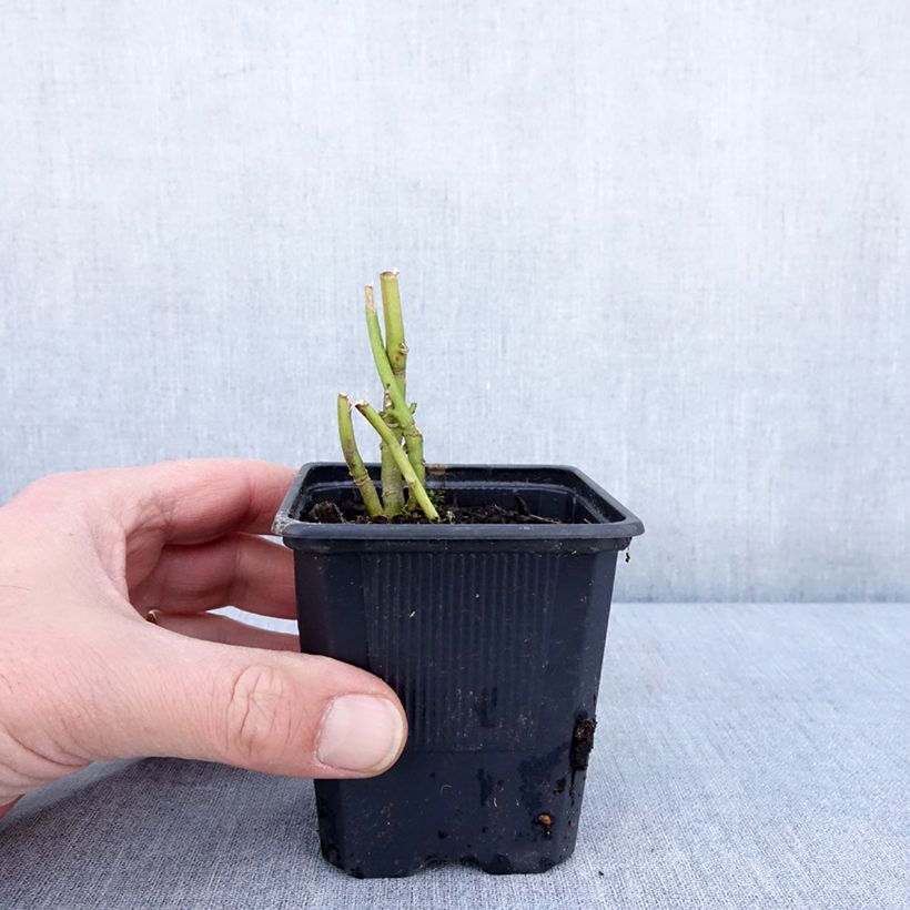 Exemplar von Hibiscus moscheutos Carousel Ghost - Hibiscus des marais Godet de 8/9 cm wie im Winter geliefert
