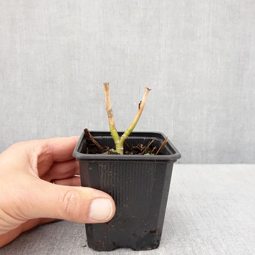 Exemplar von Hibiscus moscheutos Carousel Ghost - Sumpfeibisch Kleine Töpfe von 8/9 cm wie im Frühjahr geliefert