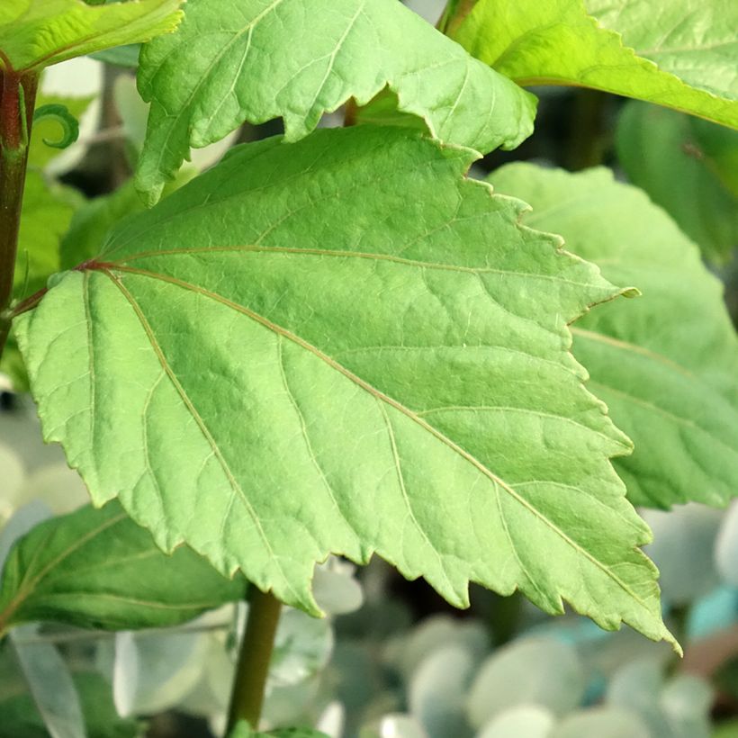 Hibiscus moscheutos Cherry Cheesecake - Sumpfeibisch (Laub)