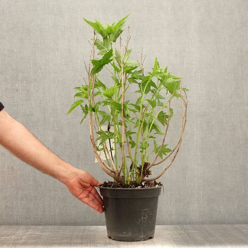 Example of Hibiscus moscheutos Fujin - Sumpfeibisch Topf mit 4L/5L as you get in printemps