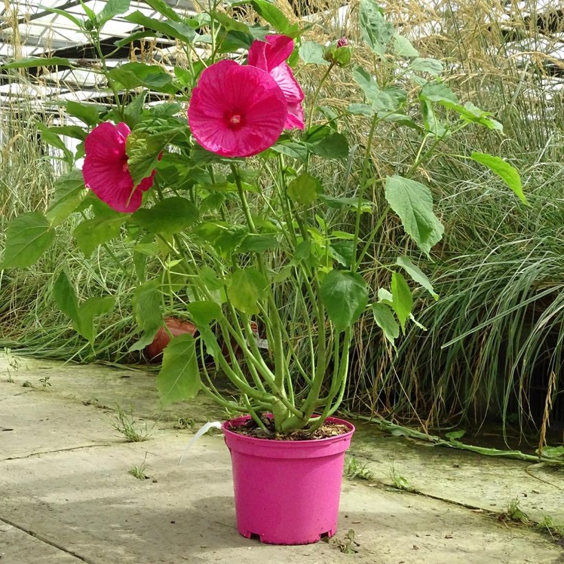 Hibiscus moscheutos Rose - Sumpfeibisch (Plant habit)