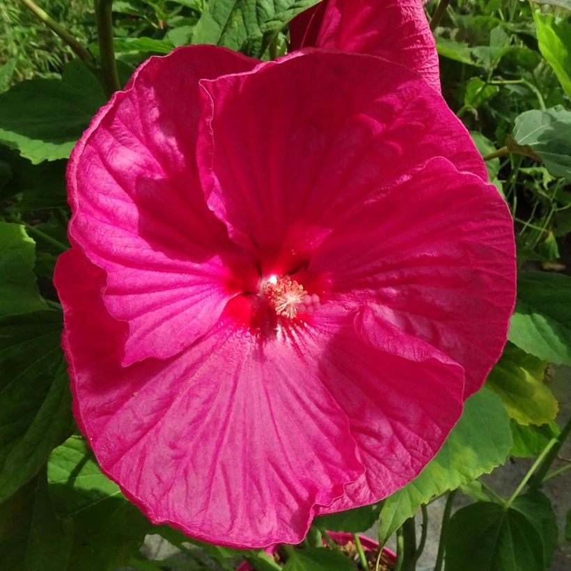 Hibiscus moscheutos Rose - Sumpfeibisch (Flowering)