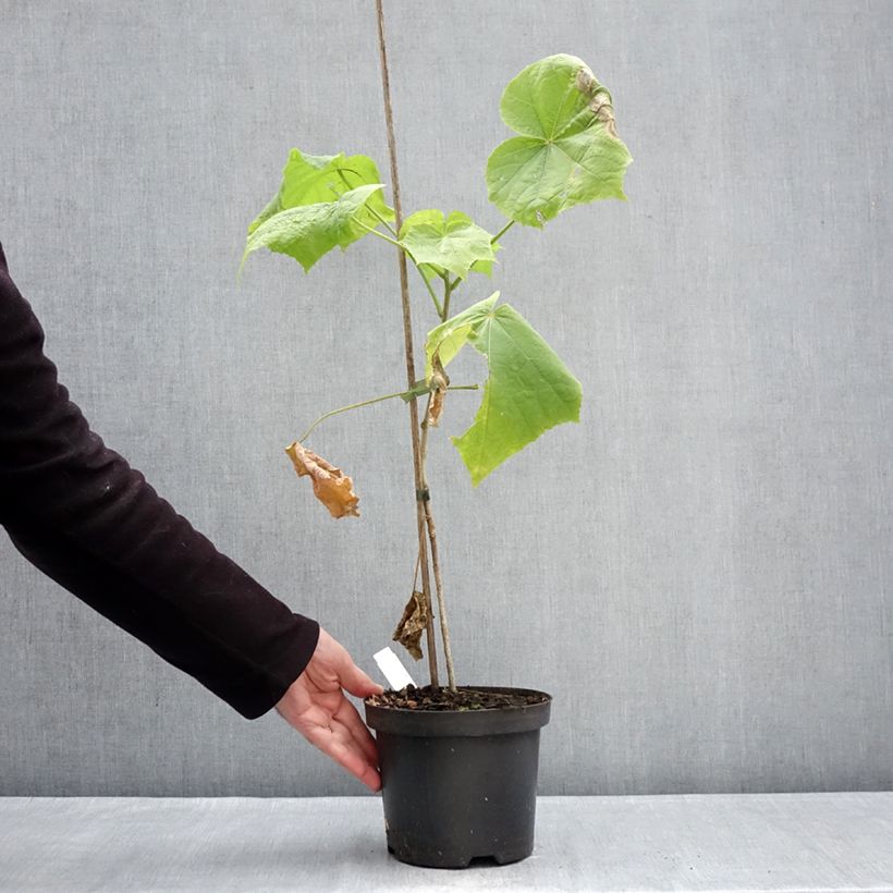 Exemplar von Hibiscus paramutabilis - Hibiskus Topf mit 2L/3L wie im Winter geliefert