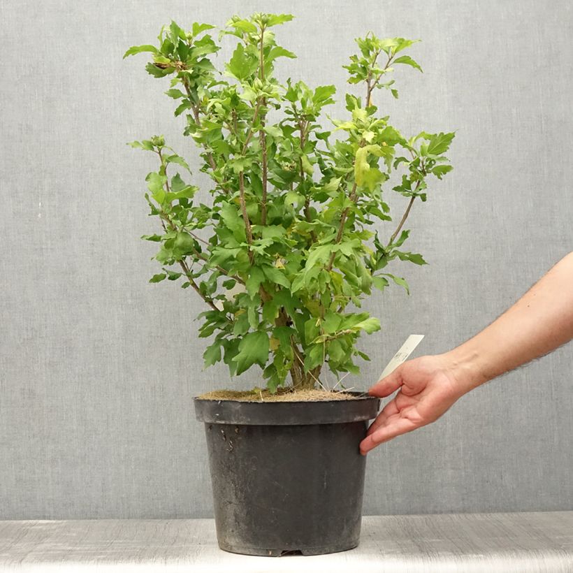 Exemplar von Garten-Hibiscus Pink Giant - Hibiscus syriacus Topf mit 7,5L/10L wie im Sommer geliefert