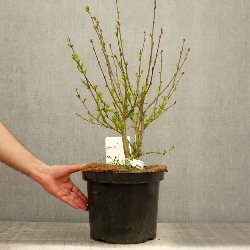 Example of Garten-Hibiscus Pink Giant - Hibiscus syriacus Topf mit 7,5L/10L as you get in printemps