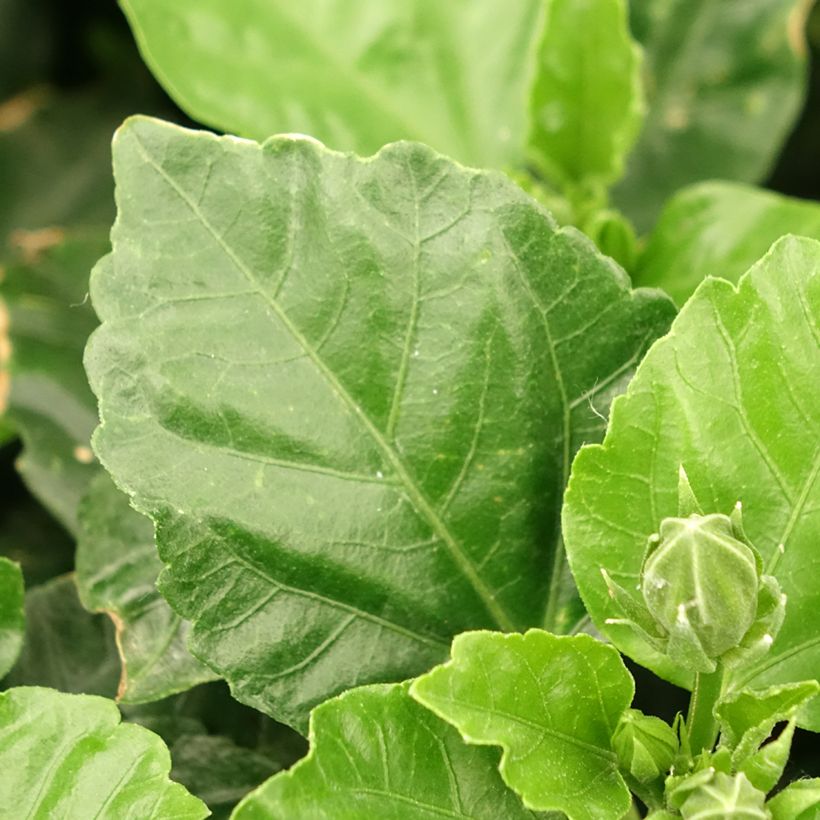 Hibiscus rosa-sinensis (Samen) - Chinesische Roseneibisch (Laub)