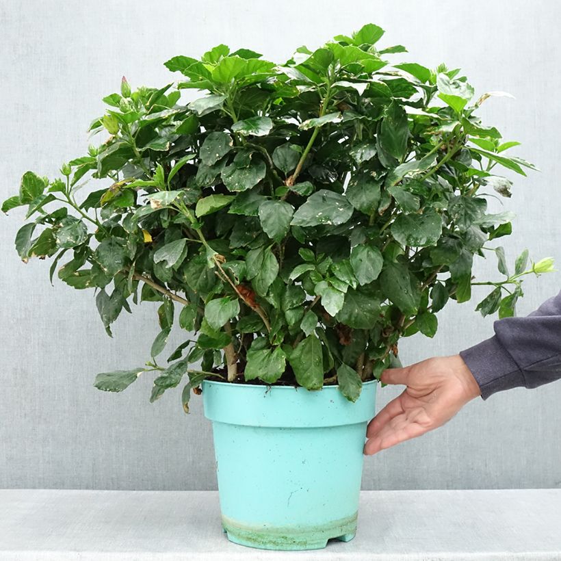 Exemplar von Hibiscus rosa-sinensis (Samen) - Chinesische Roseneibisch Topf mit 7,5L/10L wie im Frühjahr geliefert