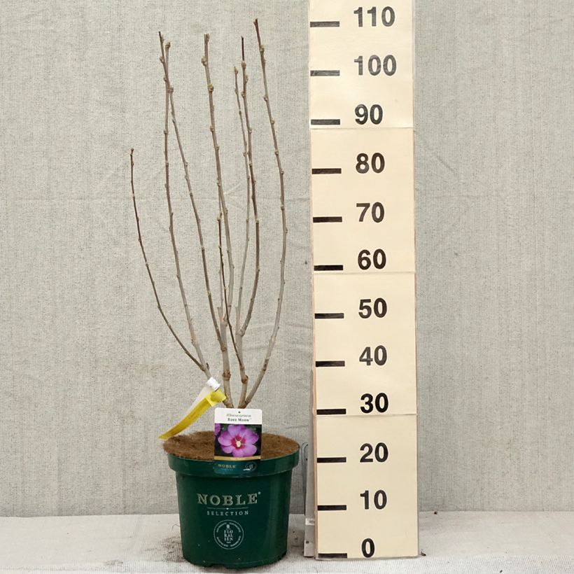 Example of Hibiscus Rose Moon - Garten-Hibiscus Topf mit 7,5L/10L as you get in printemps