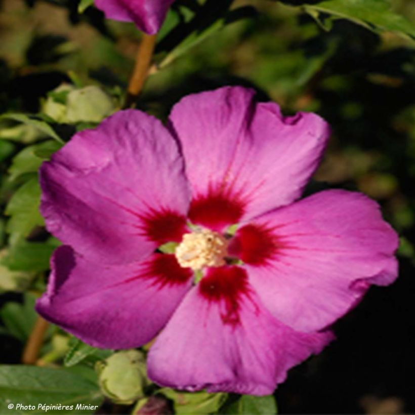 Garten-Hibiscus Russian Violet (II) - Hibiscus syriacus (Flowering)