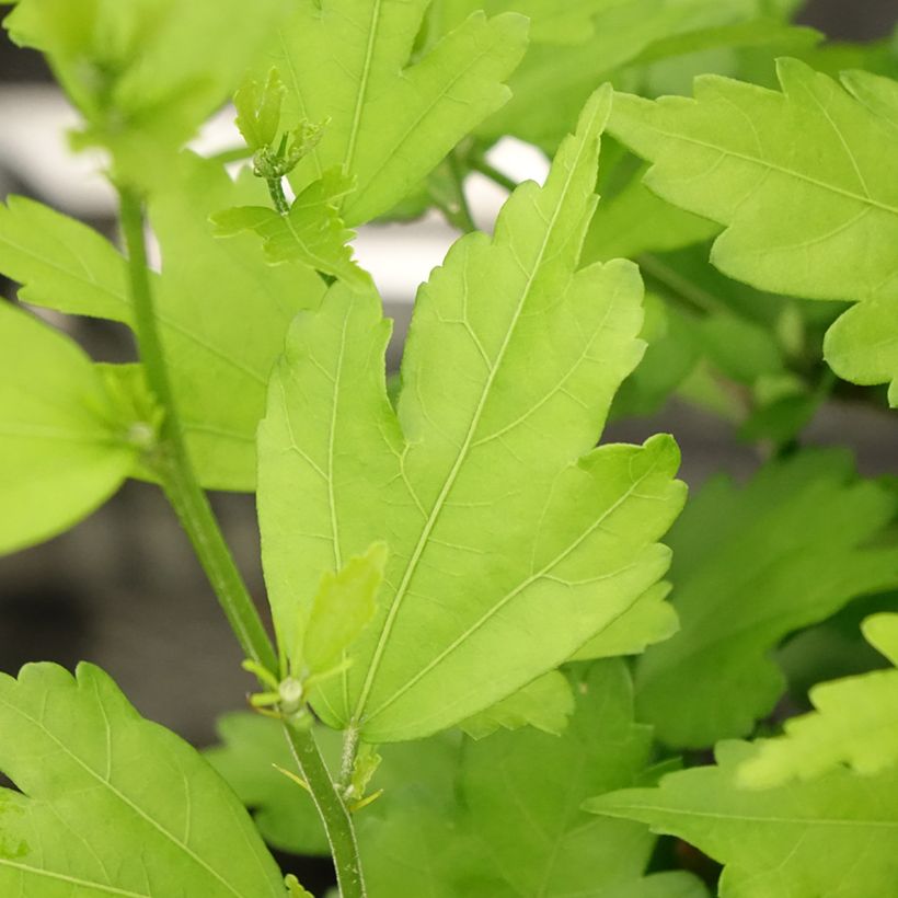 Garten-Hibiscus Russian Violet (II) - Hibiscus syriacus (Foliage)