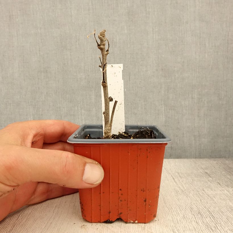 Example of Garten-Hibiscus Admiral Dewey - Hibiscus syriacus Kleine Töpfe von 8/9 cm as you get in printemps