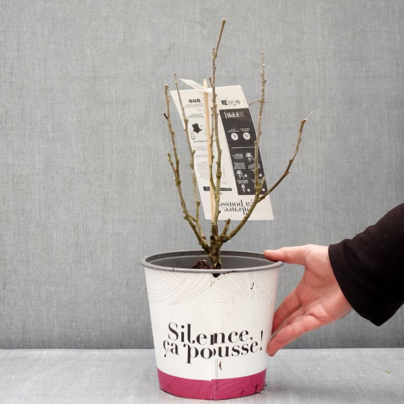 Example of Garten-Hibiscus Beautifull Cobalt - Hibiscus syriacus Topf mit 4L/5L as you get in hiver