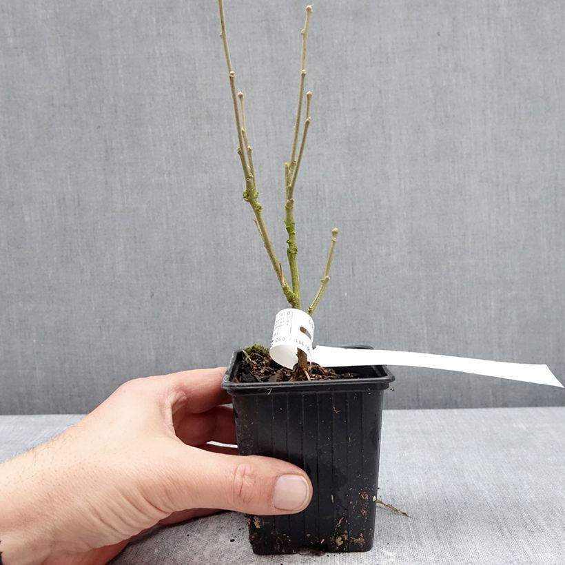 Example of Garten-Hibiscus Beautifull Magenta - Hibiscus syriacus Kleine Töpfe von 8/9 cm as you get in hiver