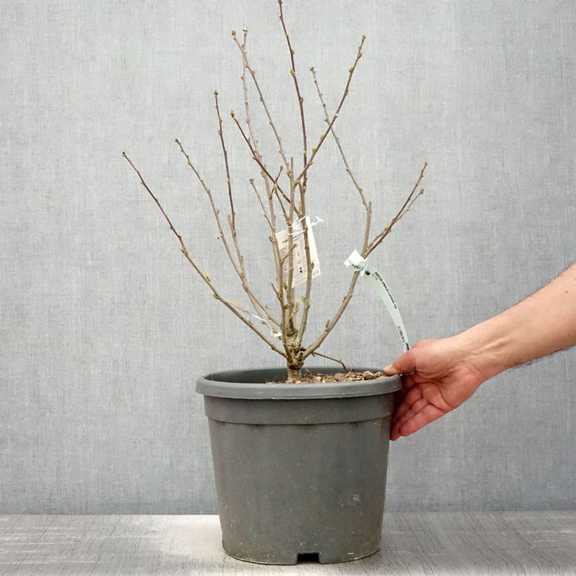 Example of Garten-Hibiscus Eléonore - Hibiscus syriacus Topf mit 7,5L/10L as you get in printemps