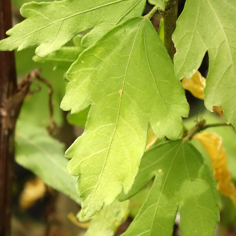 Garten-Hibiscus Eléonore - Hibiscus syriacus (Foliage)